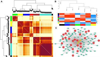 Genome-wide Identification and Expression Analysis of RcMYB Genes in Rhodiola crenulata